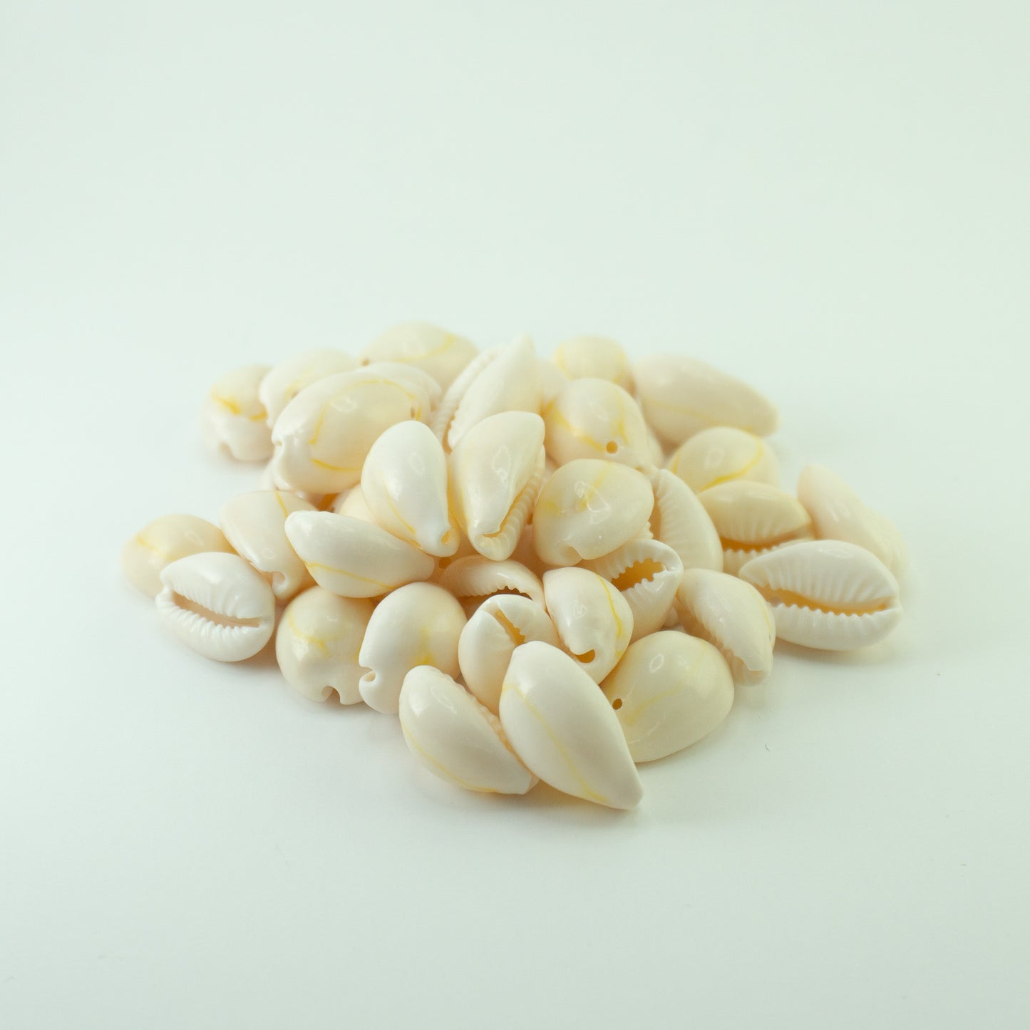 Cowrie Shells