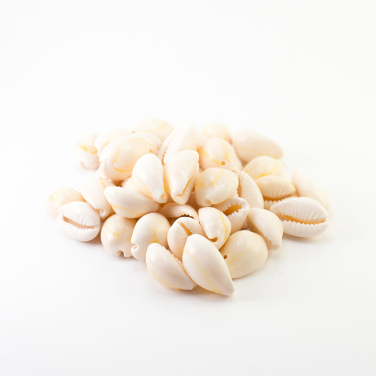 Cowrie Shells